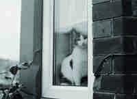 Nottsshots Stephen Simons Art2stee2 Window Cat CMYK 300